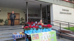 Venta de Flores de Pascua y Acebos en Vigo